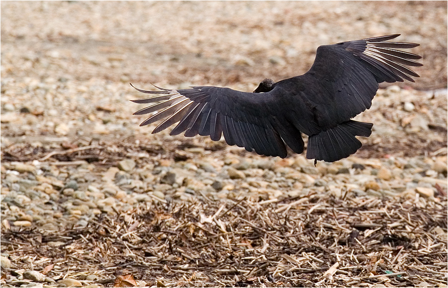 Geier Sturzflug