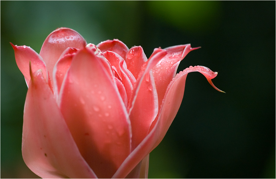 torch ginger