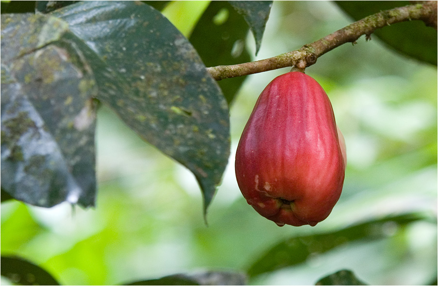 manzana