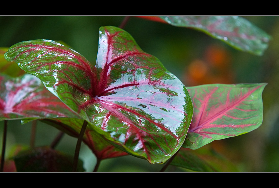 Regen