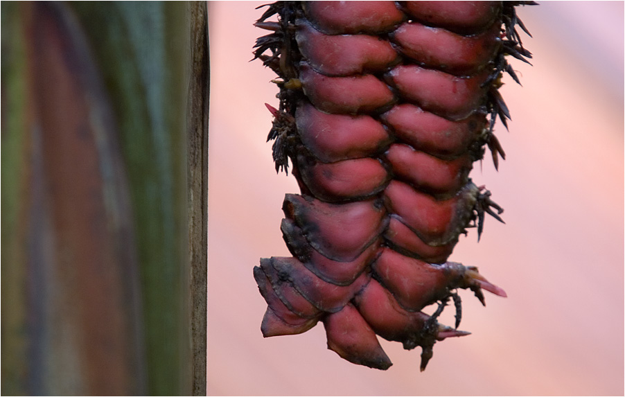 Heliconia