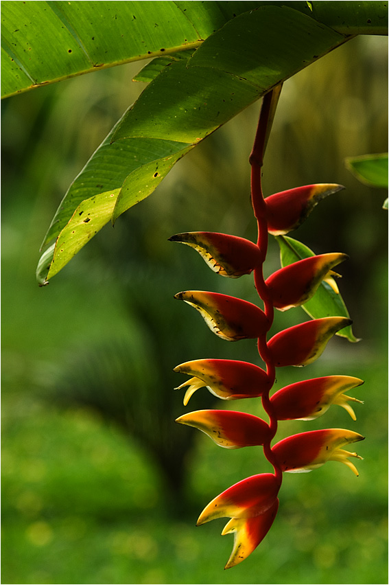 Heliconia 2