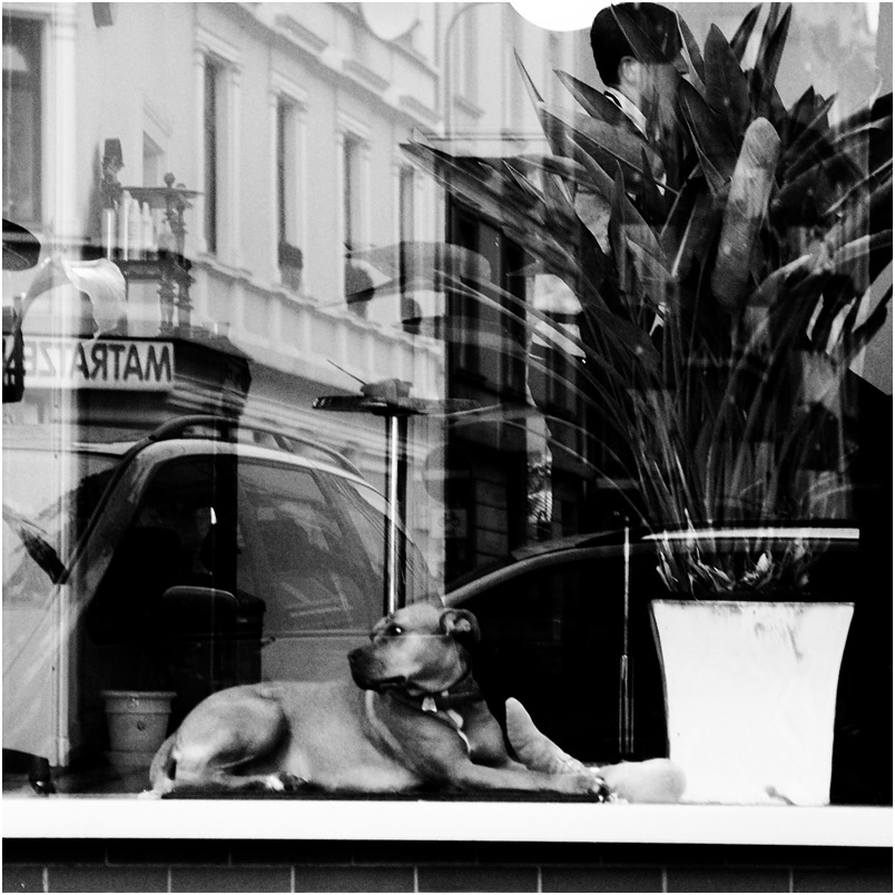 schaufenster
