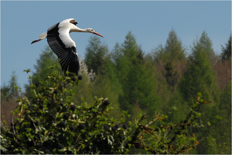 prepare for landing