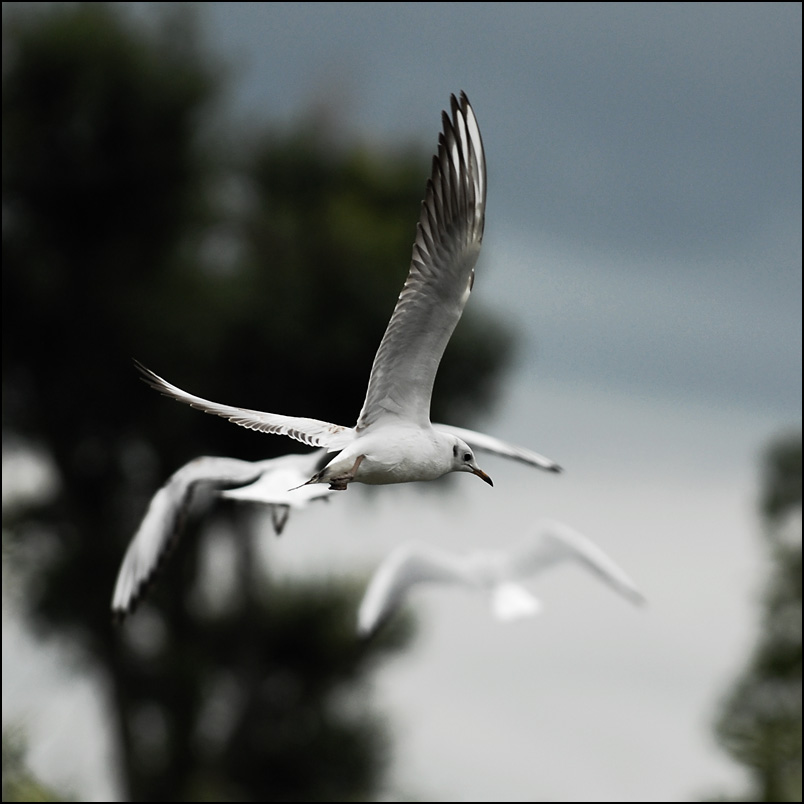 seagulls