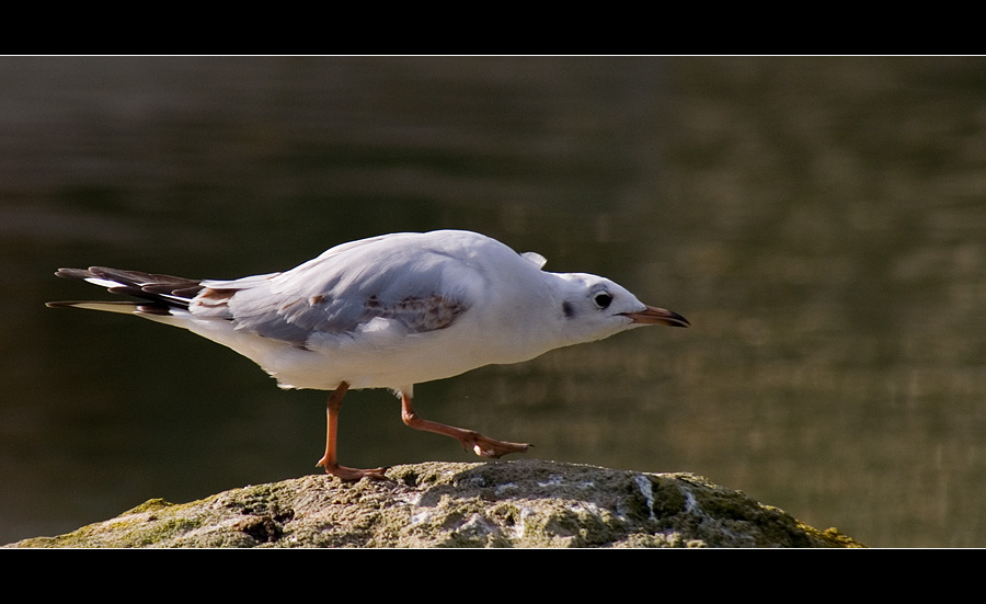 gefhrlich drohender Raubfogi