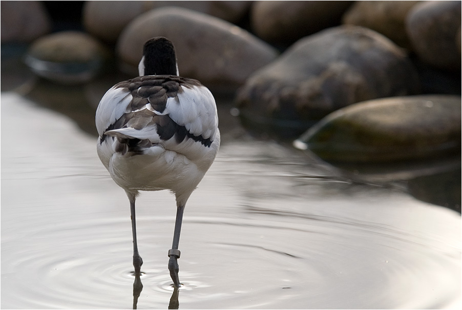 Fogi in Wasser