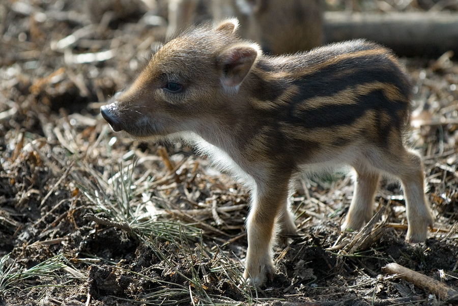 knuffiger frischling