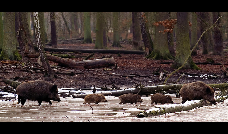 [Wildschweine, fnf]