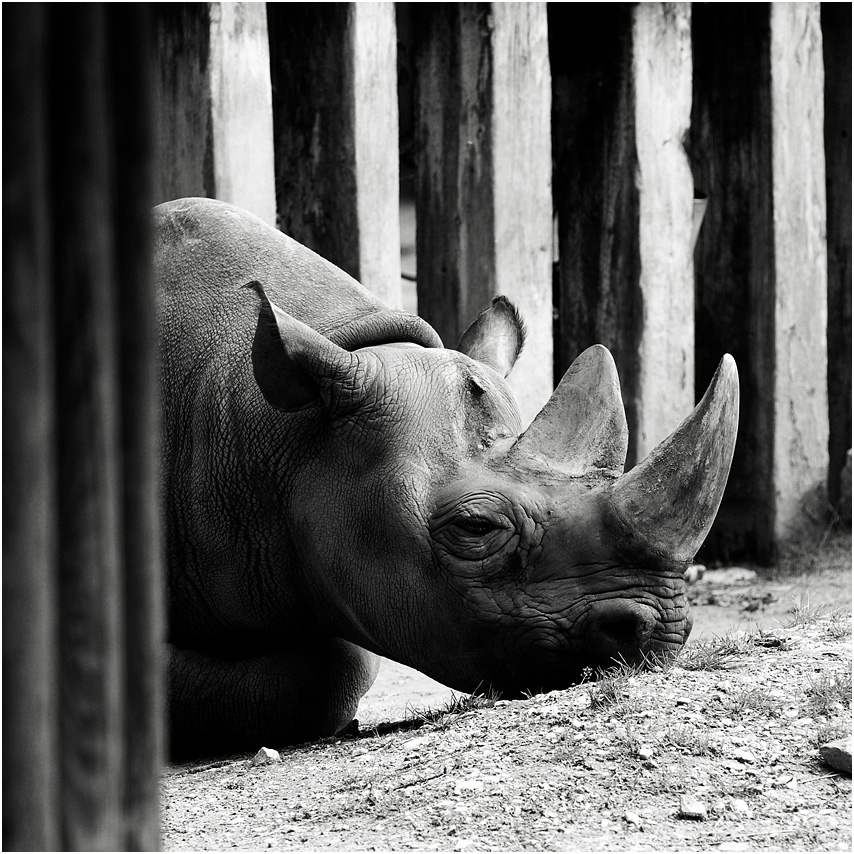 rhino 2