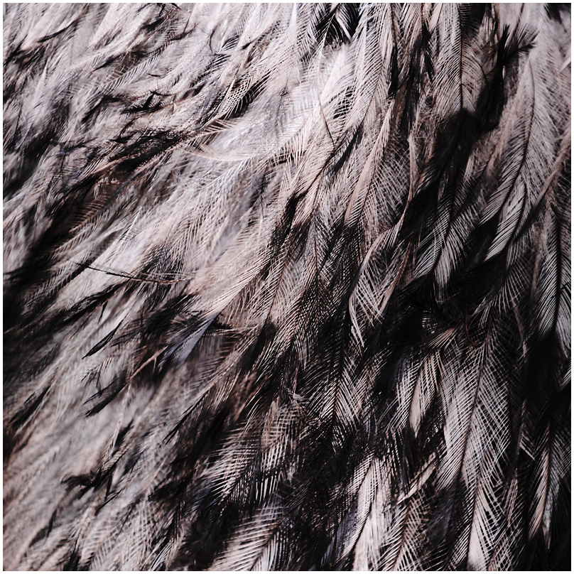 emu
