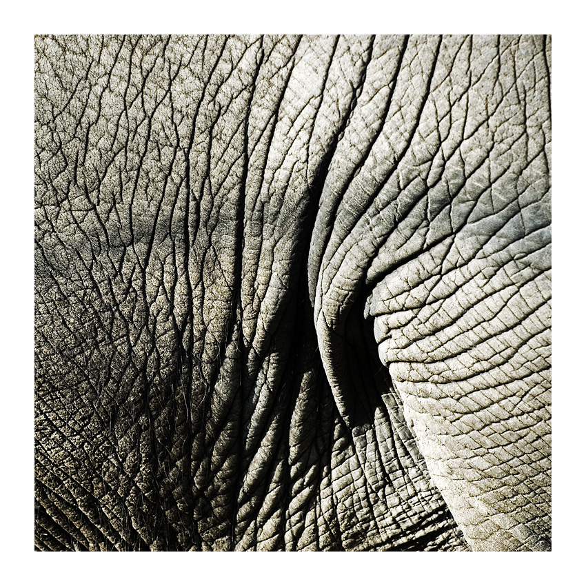 elefant 3