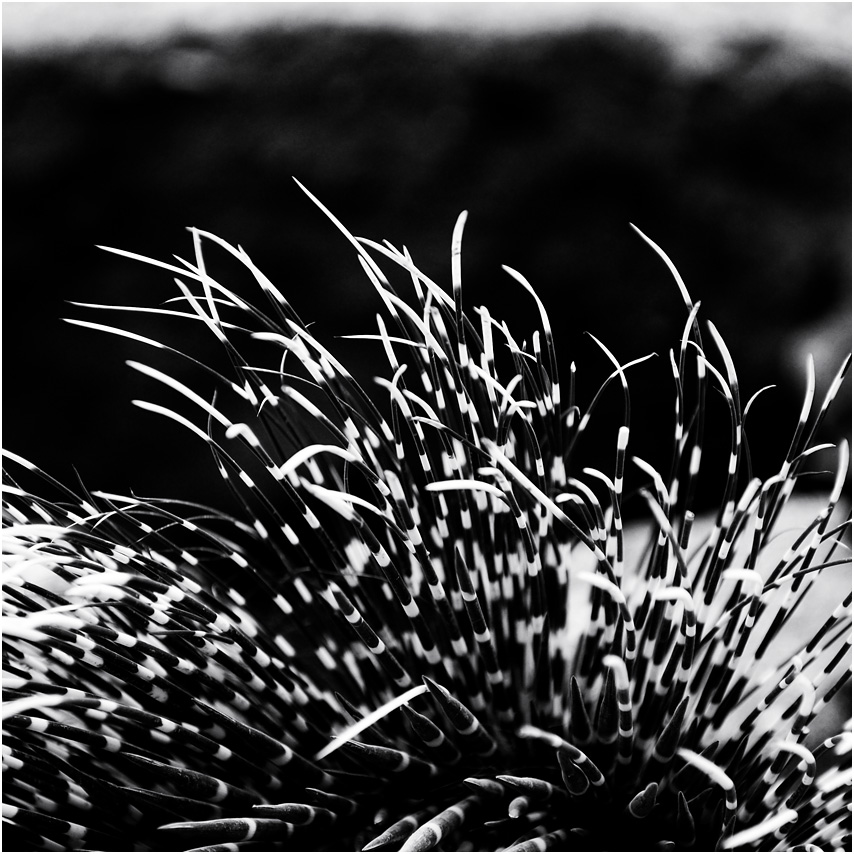 stachelschwein