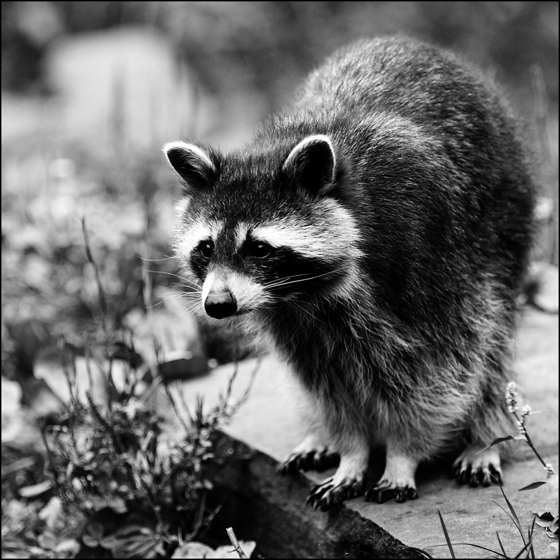 waschbr