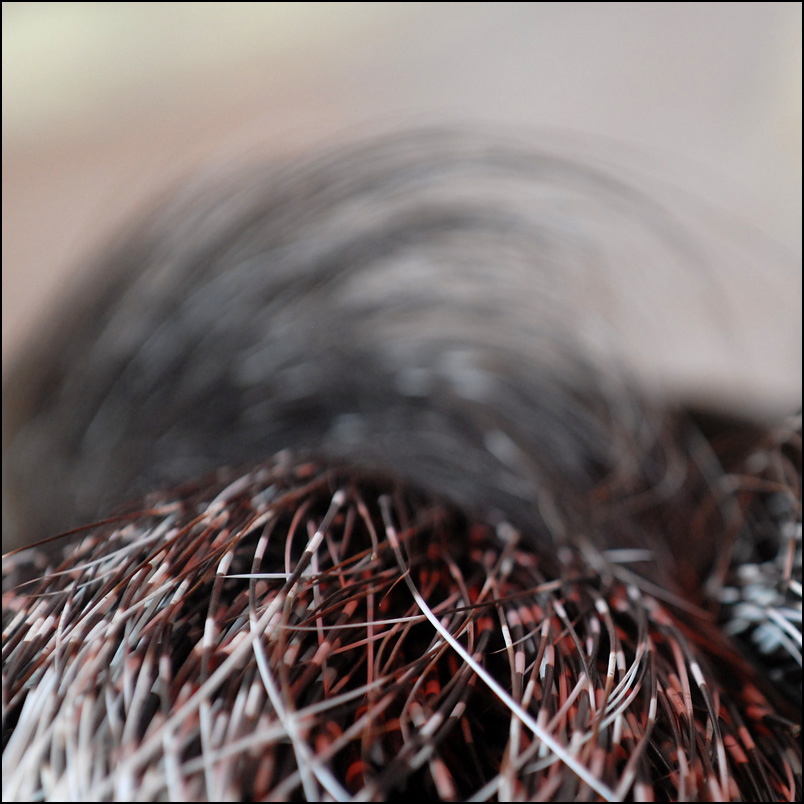 stachelschwein
