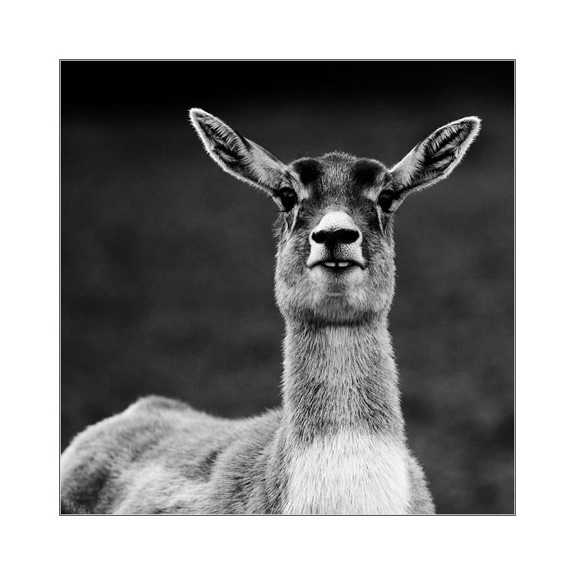 springbockantilopendingensvieh