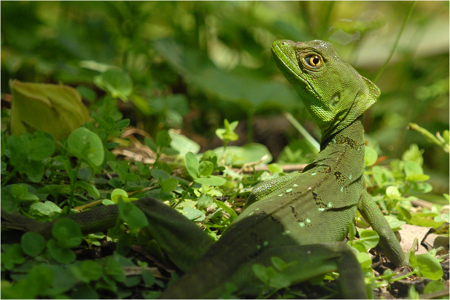 basilisk