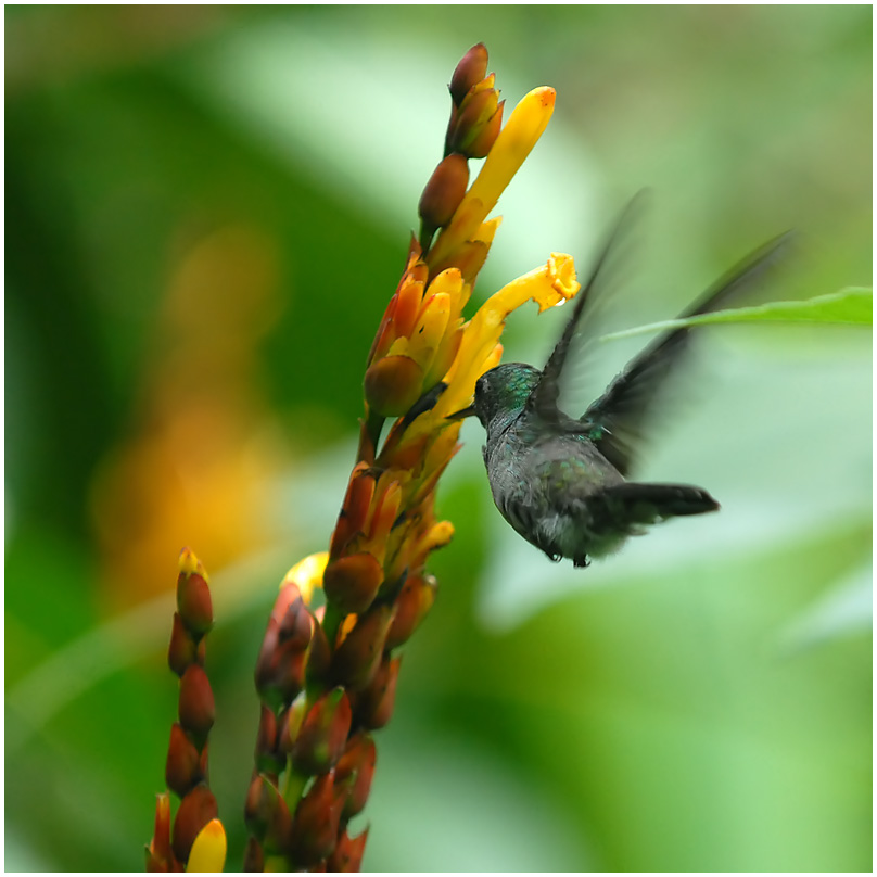 kolibri 5
