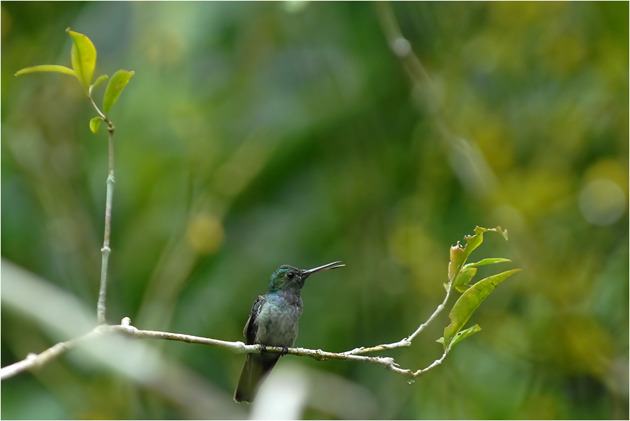 kolibri 2