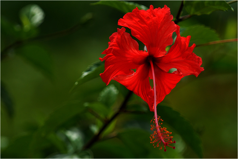 hibiskus