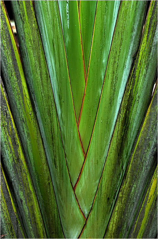 heliconia