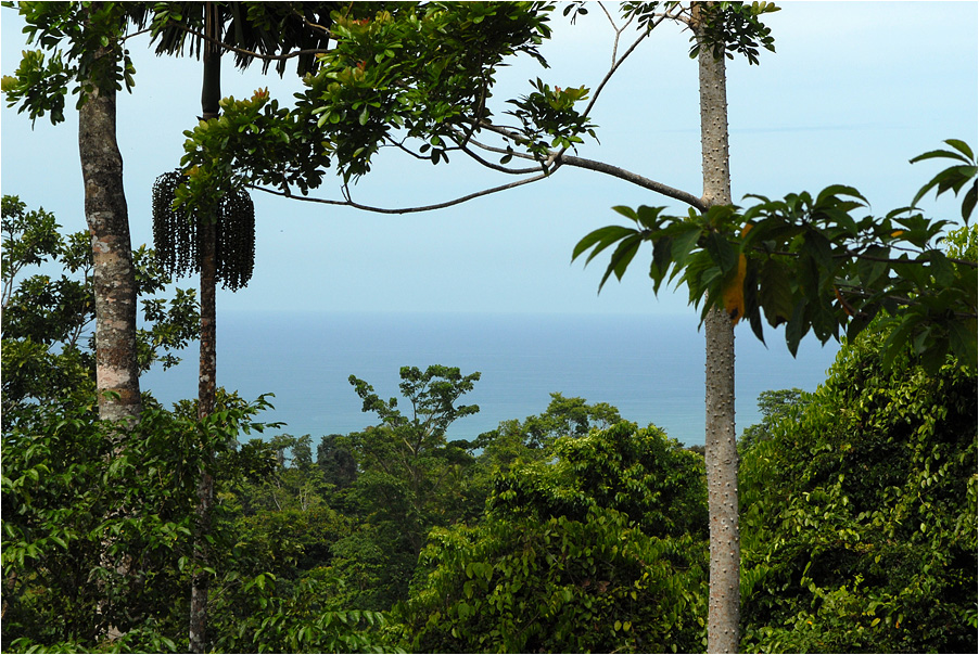 buenos aires de limon