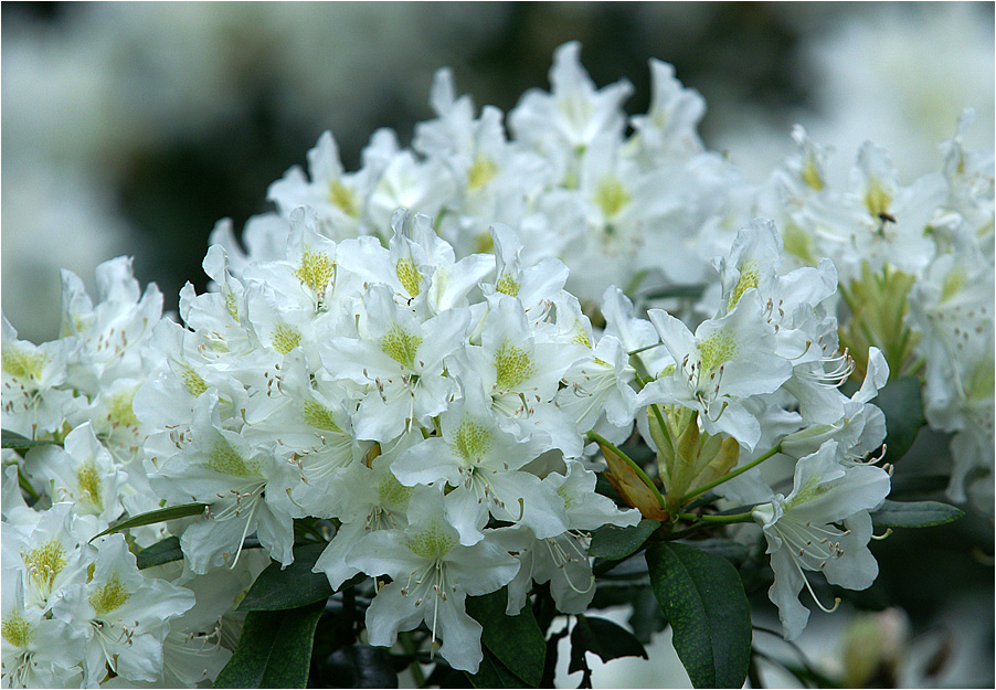 Rhododendron, Schlosshotel