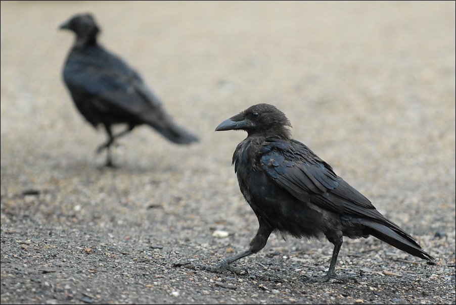 crows