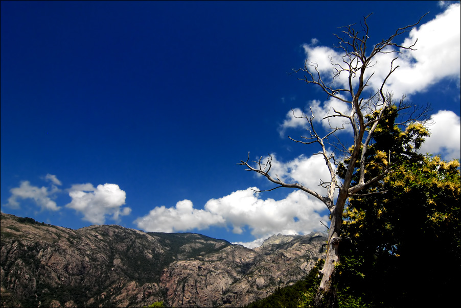 der baum