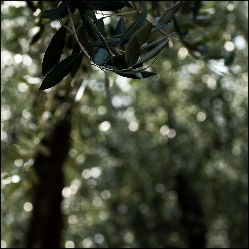 olivengeglitzer