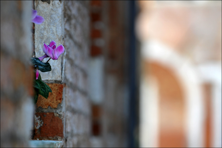 botanischer garten venedig