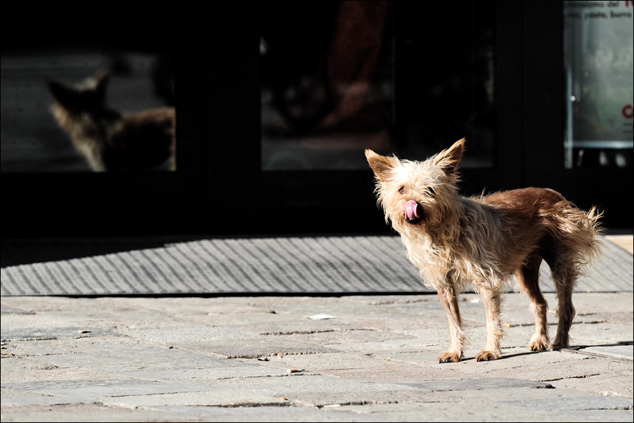 venezianische hunde 1