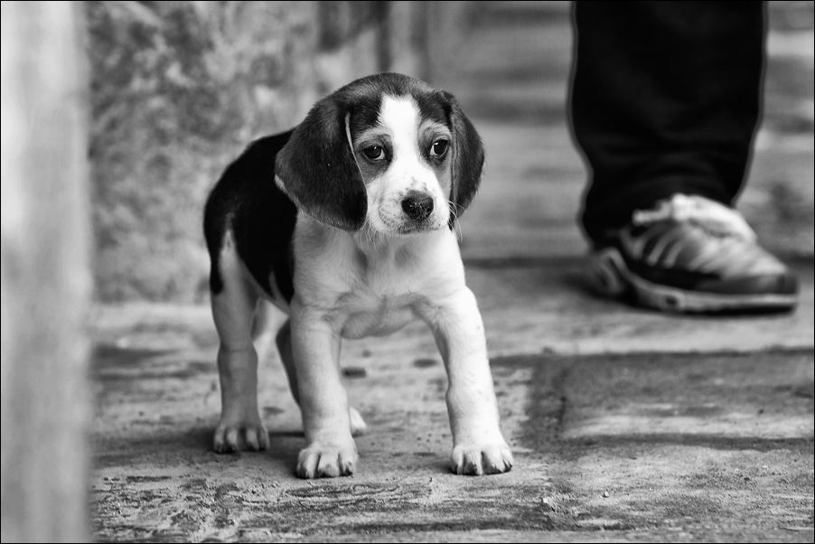 venezianische hunde 2