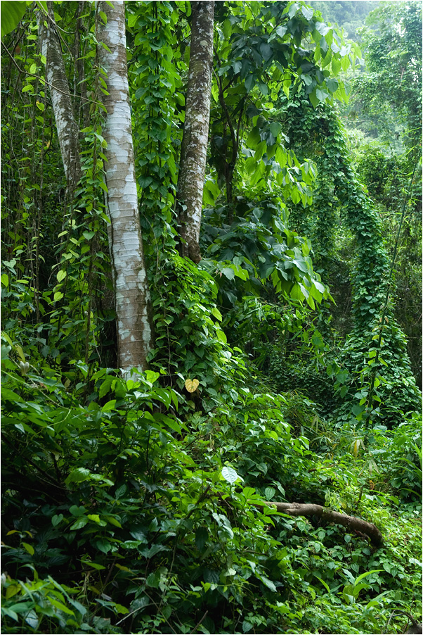 regenwald