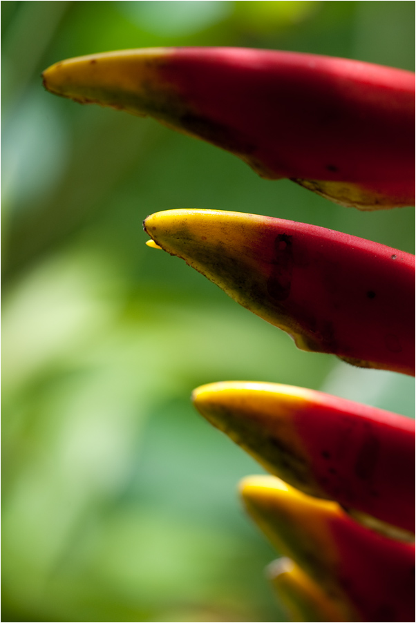 heliconia