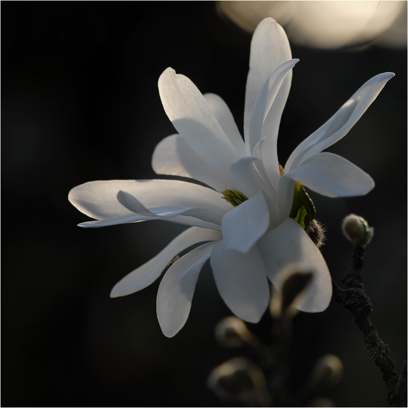 nochmal magnolie