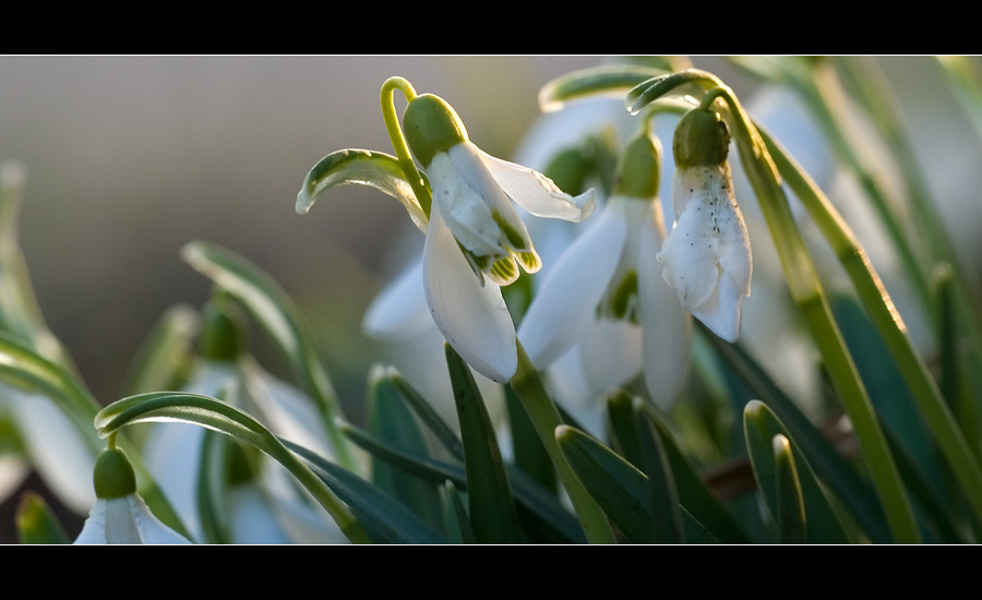 Frhling in weiss