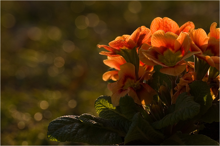 Frhling in orange