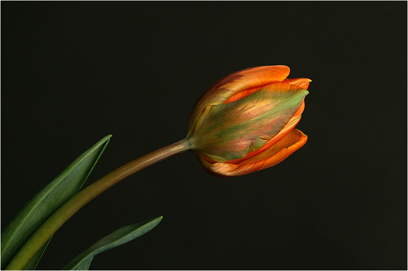 eine Tulpe allein
