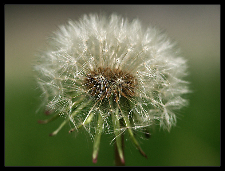 Pusteblume