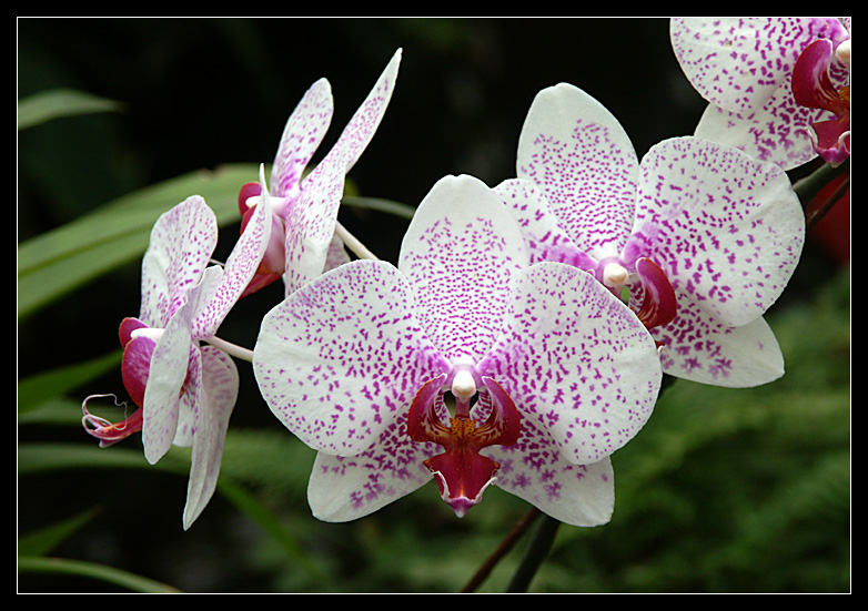 Orchid