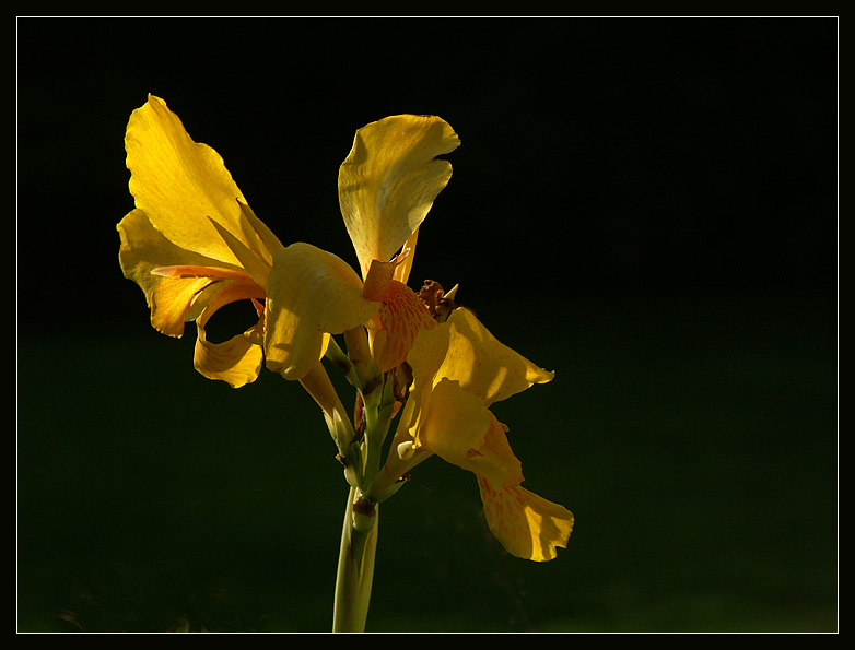 Im letzten Licht