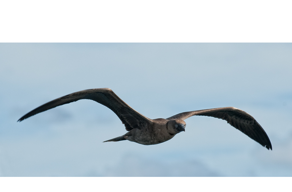 brown booby