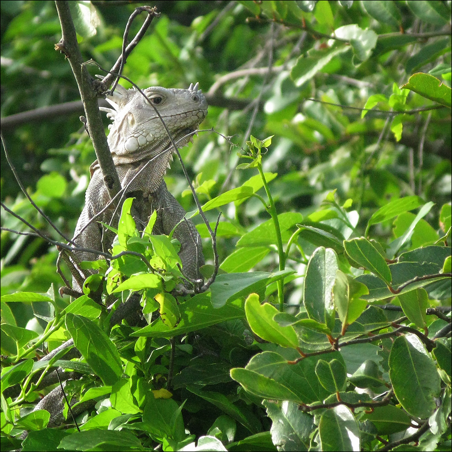 leguan