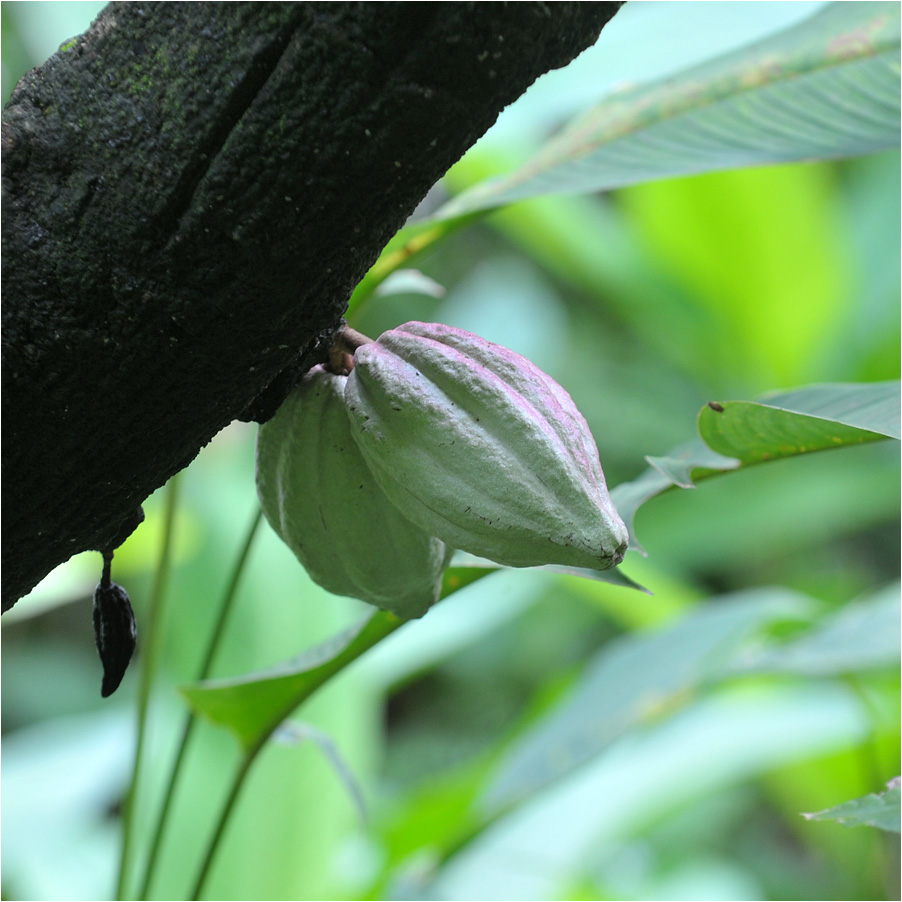 cacao