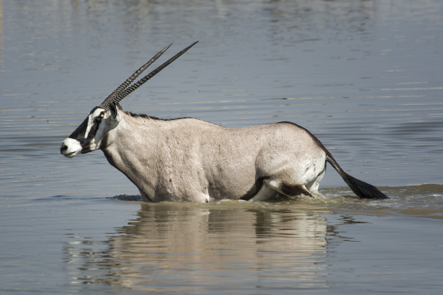 oryx