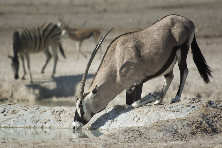 oryx