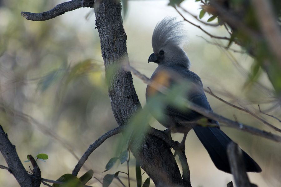 go away bird