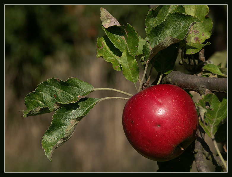 Apfel