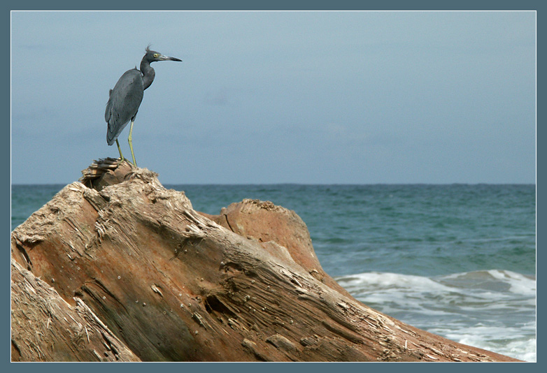 Kein Kormoran